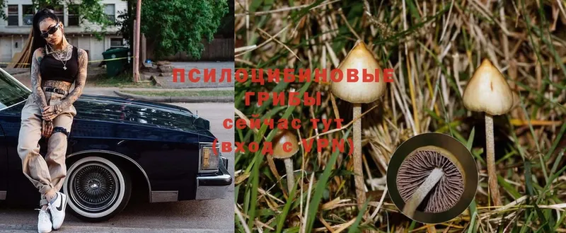 Псилоцибиновые грибы Magic Shrooms  Карабаш 